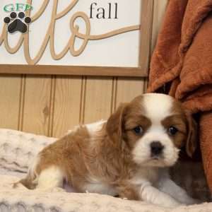 Captain, Cavalier King Charles Spaniel Puppy